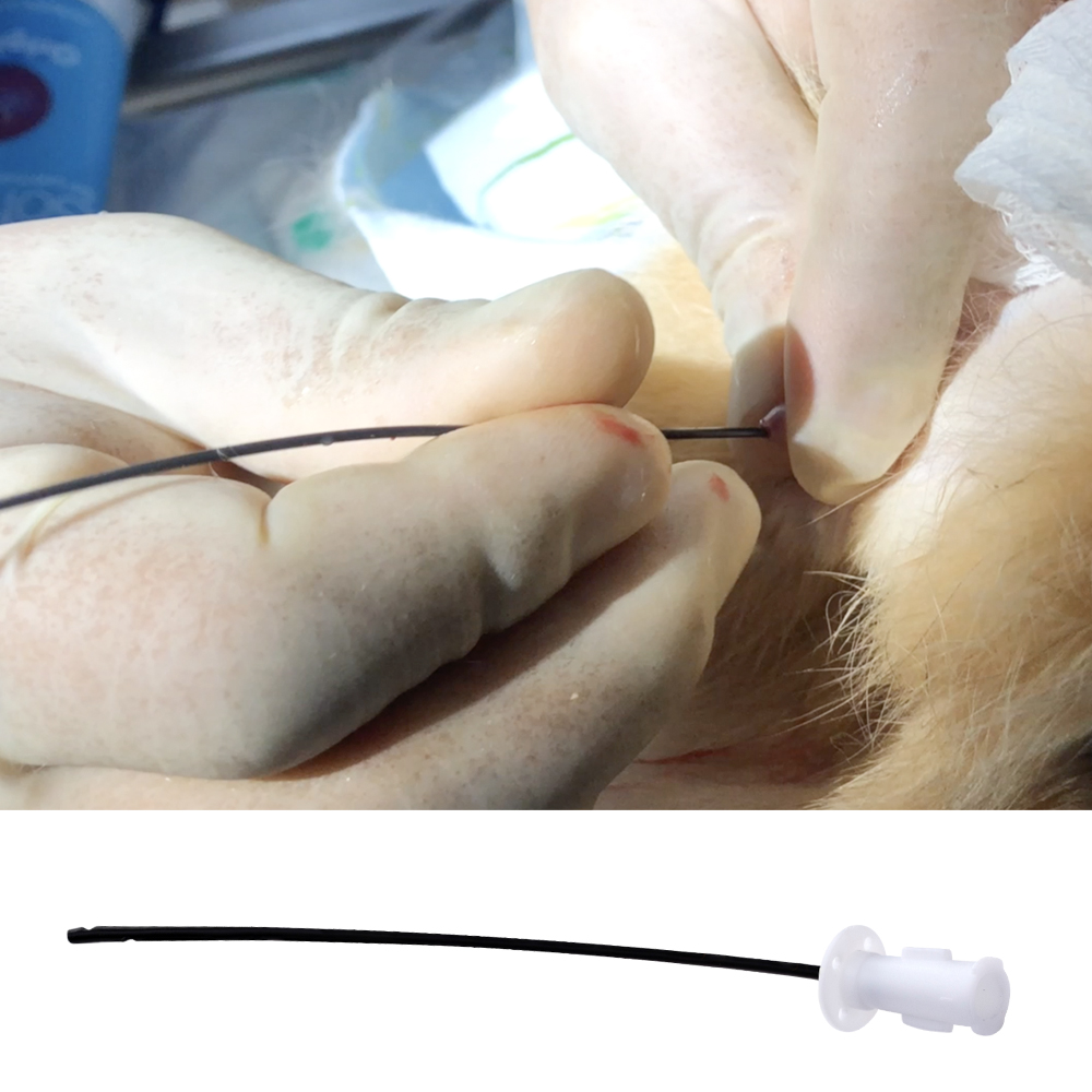Veterinary Easy Slide Catheter Manufacturer and Supplier | KDL